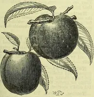 An illustration from Cassell's dictionary of cookery, with numerous engravings and full-page coloured plates : containing about nine thousand recipes. (1880)