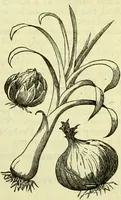 An illustration from Cassell's dictionary of cookery, with numerous engravings and full-page coloured plates : containing about nine thousand recipes. (1880)