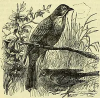 Picture 86 of 182 from Cassell's dictionary of cookery, with numerous engravings and full-page coloured plates : containing about nine thousand recipes. (1880), leaf 604