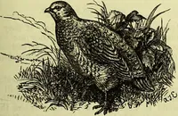 An illustration from Cassell's dictionary of cookery, with numerous engravings and full-page coloured plates : containing about nine thousand recipes. (1880)