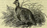 An illustration from Cassell's dictionary of cookery, with numerous engravings and full-page coloured plates : containing about nine thousand recipes. (1880)