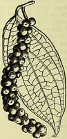 An illustration from Cassell's dictionary of cookery, with numerous engravings and full-page coloured plates : containing about nine thousand recipes. (1880)