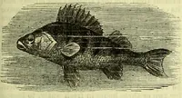 An illustration from Cassell's dictionary of cookery, with numerous engravings and full-page coloured plates : containing about nine thousand recipes. (1880)
