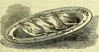 Picture 98 of 182 from Cassell's dictionary of cookery, with numerous engravings and full-page coloured plates : containing about nine thousand recipes. (1880), leaf 683