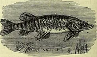 An illustration from Cassell's dictionary of cookery, with numerous engravings and full-page coloured plates : containing about nine thousand recipes. (1880)