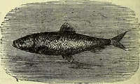 An illustration from Cassell's dictionary of cookery, with numerous engravings and full-page coloured plates : containing about nine thousand recipes. (1880)