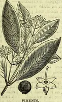 Picture 102 of 182 from Cassell's dictionary of cookery, with numerous engravings and full-page coloured plates : containing about nine thousand recipes. (1880), leaf 695