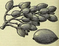 Picture 103 of 182 from Cassell's dictionary of cookery, with numerous engravings and full-page coloured plates : containing about nine thousand recipes. (1880), leaf 700