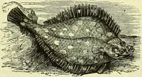 Picture 104 of 182 from Cassell's dictionary of cookery, with numerous engravings and full-page coloured plates : containing about nine thousand recipes. (1880), leaf 701
