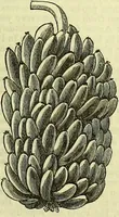 Picture 105 of 182 from Cassell's dictionary of cookery, with numerous engravings and full-page coloured plates : containing about nine thousand recipes. (1880), leaf 703