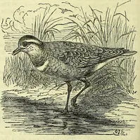 An illustration from Cassell's dictionary of cookery, with numerous engravings and full-page coloured plates : containing about nine thousand recipes. (1880)