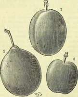 An illustration from Cassell's dictionary of cookery, with numerous engravings and full-page coloured plates : containing about nine thousand recipes. (1880)