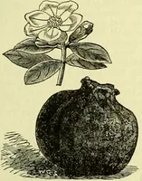 An illustration from Cassell's dictionary of cookery, with numerous engravings and full-page coloured plates : containing about nine thousand recipes. (1880)