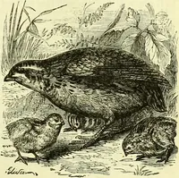 An illustration from Cassell's dictionary of cookery, with numerous engravings and full-page coloured plates : containing about nine thousand recipes. (1880)