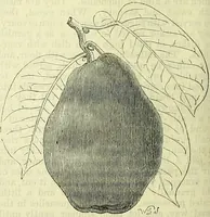 An illustration from Cassell's dictionary of cookery, with numerous engravings and full-page coloured plates : containing about nine thousand recipes. (1880)
