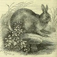 An illustration from Cassell's dictionary of cookery, with numerous engravings and full-page coloured plates : containing about nine thousand recipes. (1880)