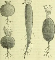 Picture 116 of 182 from Cassell's dictionary of cookery, with numerous engravings and full-page coloured plates : containing about nine thousand recipes. (1880), leaf 823