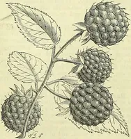 An illustration from Cassell's dictionary of cookery, with numerous engravings and full-page coloured plates : containing about nine thousand recipes. (1880)