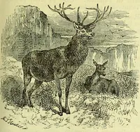 An illustration from Cassell's dictionary of cookery, with numerous engravings and full-page coloured plates : containing about nine thousand recipes. (1880)