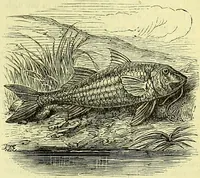 Picture 121 of 182 from Cassell's dictionary of cookery, with numerous engravings and full-page coloured plates : containing about nine thousand recipes. (1880), leaf 845