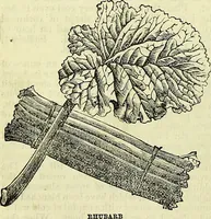 Picture 124 of 182 from Cassell's dictionary of cookery, with numerous engravings and full-page coloured plates : containing about nine thousand recipes. (1880), leaf 856