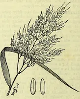 Picture 125 of 182 from Cassell's dictionary of cookery, with numerous engravings and full-page coloured plates : containing about nine thousand recipes. (1880), leaf 860