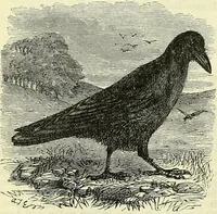 An illustration from Cassell's dictionary of cookery, with numerous engravings and full-page coloured plates : containing about nine thousand recipes. (1880)