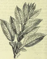 An illustration from Cassell's dictionary of cookery, with numerous engravings and full-page coloured plates : containing about nine thousand recipes. (1880)