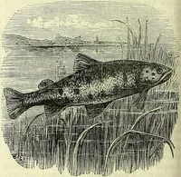 An illustration from Cassell's dictionary of cookery, with numerous engravings and full-page coloured plates : containing about nine thousand recipes. (1880)