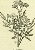 An illustration from Cassell's dictionary of cookery, with numerous engravings and full-page coloured plates : containing about nine thousand recipes. (1880)