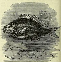 An illustration from Cassell's dictionary of cookery, with numerous engravings and full-page coloured plates : containing about nine thousand recipes. (1880)