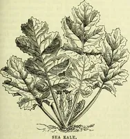 Picture 136 of 182 from Cassell's dictionary of cookery, with numerous engravings and full-page coloured plates : containing about nine thousand recipes. (1880), leaf 973