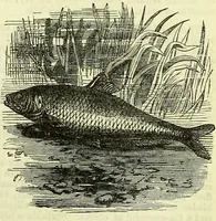 Picture 137 of 182 from Cassell's dictionary of cookery, with numerous engravings and full-page coloured plates : containing about nine thousand recipes. (1880), leaf 979