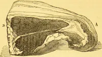 An illustration from Warne's model cookery and housekeeping book : containing complete instructions in household management / compiled and edited by Mary Jewry. (1871)