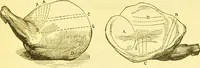 An illustration from Warne's model cookery and housekeeping book : containing complete instructions in household management / compiled and edited by Mary Jewry. (1871)