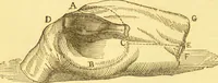 An illustration from Warne's model cookery and housekeeping book : containing complete instructions in household management / compiled and edited by Mary Jewry. (1871)