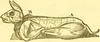 Picture 38 of 54 from Warne's model cookery and housekeeping book : containing complete instructions in household management / compiled and edited by Mary Jewry. (1871), leaf 37
