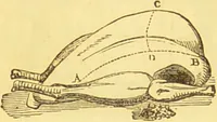 An illustration from Warne's model cookery and housekeeping book : containing complete instructions in household management / compiled and edited by Mary Jewry. (1871)