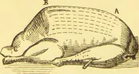 An illustration from Warne's model cookery and housekeeping book : containing complete instructions in household management / compiled and edited by Mary Jewry. (1871)