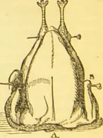 An illustration from Warne's model cookery and housekeeping book : containing complete instructions in household management / compiled and edited by Mary Jewry. (1871)