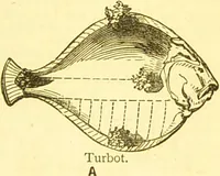 Picture 46 of 54 from Warne's model cookery and housekeeping book : containing complete instructions in household management / compiled and edited by Mary Jewry. (1871), leaf 39