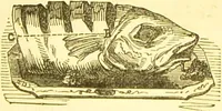 Picture 47 of 54 from Warne's model cookery and housekeeping book : containing complete instructions in household management / compiled and edited by Mary Jewry. (1871), leaf 39