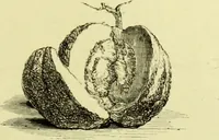 Picture 31 of 124 from The royal cookery book (le livre de cuisine) / by Jules Gouffé ; translated from the French and adapted for English use by Alphonse Gouffé ... comprising domestic and high-class cookery, illustrated with sixteen large plates printed in colours, and one hundred and sixty-one woodcuts from drawings from nature by E. Ronjat. (1883), leaf 111
