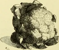 An illustration from The royal cookery book (le livre de cuisine) / by Jules Gouffé ; translated from the French and adapted for English use by Alphonse Gouffé ... comprising domestic and high-class cookery, illustrated with sixteen large plates printed in colours, and one hundred and sixty-one woodcuts from drawings from nature by E. Ronjat. (1883)