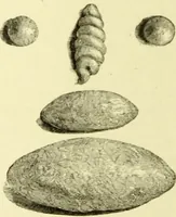 An illustration from The royal cookery book (le livre de cuisine) / by Jules Gouffé ; translated from the French and adapted for English use by Alphonse Gouffé ... comprising domestic and high-class cookery, illustrated with sixteen large plates printed in colours, and one hundred and sixty-one woodcuts from drawings from nature by E. Ronjat. (1883)