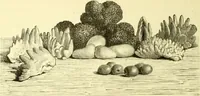 Picture 58 of 124 from The royal cookery book (le livre de cuisine) / by Jules Gouffé ; translated from the French and adapted for English use by Alphonse Gouffé ... comprising domestic and high-class cookery, illustrated with sixteen large plates printed in colours, and one hundred and sixty-one woodcuts from drawings from nature by E. Ronjat. (1883), leaf 330