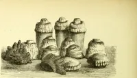 Picture 61 of 124 from The royal cookery book (le livre de cuisine) / by Jules Gouffé ; translated from the French and adapted for English use by Alphonse Gouffé ... comprising domestic and high-class cookery, illustrated with sixteen large plates printed in colours, and one hundred and sixty-one woodcuts from drawings from nature by E. Ronjat. (1883), leaf 348