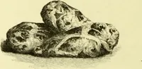 An illustration from The royal cookery book (le livre de cuisine) / by Jules Gouffé ; translated from the French and adapted for English use by Alphonse Gouffé ... comprising domestic and high-class cookery, illustrated with sixteen large plates printed in colours, and one hundred and sixty-one woodcuts from drawings from nature by E. Ronjat. (1883)