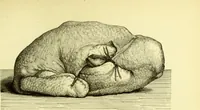An illustration from The royal cookery book (le livre de cuisine) / by Jules Gouffé ; translated from the French and adapted for English use by Alphonse Gouffé ... comprising domestic and high-class cookery, illustrated with sixteen large plates printed in colours, and one hundred and sixty-one woodcuts from drawings from nature by E. Ronjat. (1883)
