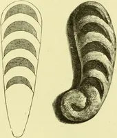 An illustration from The royal cookery book (le livre de cuisine) / by Jules Gouffé ; translated from the French and adapted for English use by Alphonse Gouffé ... comprising domestic and high-class cookery, illustrated with sixteen large plates printed in colours, and one hundred and sixty-one woodcuts from drawings from nature by E. Ronjat. (1883)